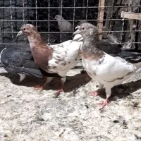 ۴عدد جوجه کفتر رنگی کله و ساده