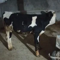 گوساله ‌جنس‌۱
