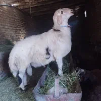 بره قوچی فروشی فریمان|حیوانات مزرعه|مشهد, کوشش|دیوار