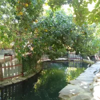 توریکروزه بانوان