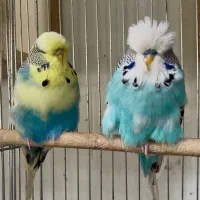 مرغ عشق انگلیسی گرید  A