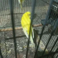 مرغ عشق زرد بالغ