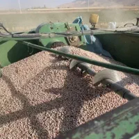 لوبیا چیتی سرحدی سه تن بدون ناخالصی