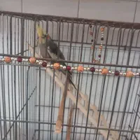 یکعددعروس هلندی دستی ۳ ماه با قفس ۹۵۰ تومن