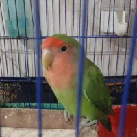 کوتوله برزیلی