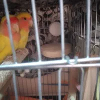 پرنده طوطی برزیلی|پرنده|کرمانشاه, |دیوار