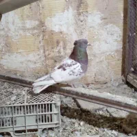 کبوتر|پرنده|مشهد, موسوی قوچانی|دیوار