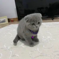 گربه بریتیش حضوری اهواز|گربه|اهواز, کیانپارس |دیوار