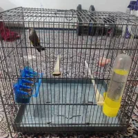 ۲ عدد سهره|پرنده|بندرعباس, |دیوار