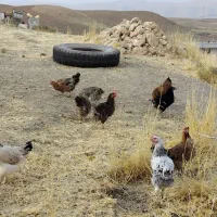 یازده مرغ چاق محلی ، هرکدوم350|حیوانات مزرعه|کوهدشت, |دیوار