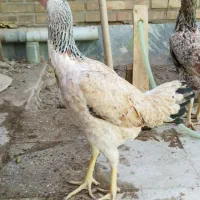 مرغ لاری اصل|حیوانات مزرعه|خاوران, |دیوار