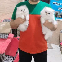 واگذاری گربه واگذاری اسکاتیش پرشین بریتیش