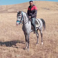 نریان نوه سالار کور