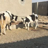 گاو و گوساله