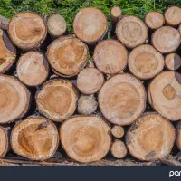 خرید چوب و ضایعات