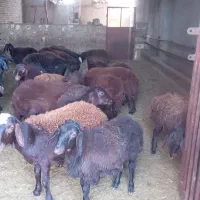 فروش بره ماده درجه یک افشار