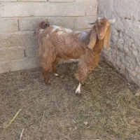 پاچن دورگ|حیوانات مزرعه|سراوان, |دیوار