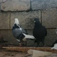 کبوترقروشی|حیوانات|مهاباد (آذربایجان غربی), |دیوار