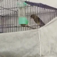 قناری مست آواز خون