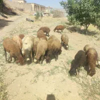 بره نر