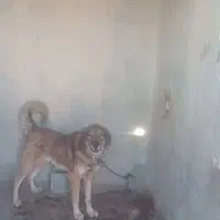 قدجونی نگهبان|سگ|شیراز, شهرک ویلایی بهاران|دیوار