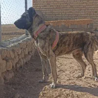 واگذاری سگ نژاد دار سراب|سگ|بجنورد, |دیوار