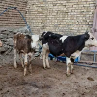 دو راس گوساله...