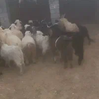 ۳۲راس کهره نر سبک|حیوانات مزرعه|فراشبند, |دیوار