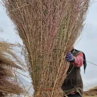 جارو محلی