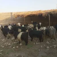 بز اصلی