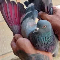 کفتر کپکی