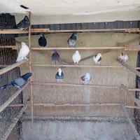 کبوتر گرفتنی بلندی