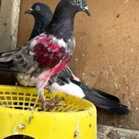 کبوتر چپرا ماده