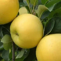 مرکز فروش اینترنتی نهال شناسه دار(سیب زرد)|خدمات باغبانی و درختکاری|ازنا, |دیوار