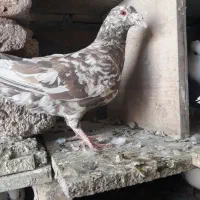 فروش کفتر کوهی . نامور.شازده.طوقی|پرنده|گل تپه, |دیوار