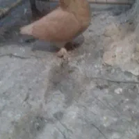 پرشی|پرنده|قم, چهار مردان|دیوار