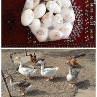 2عددقوغاز لیندا ماده و 2عدد غاز محلی