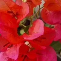 گل اپارتمانی|گل و گیاه طبیعی|مراغه, |دیوار