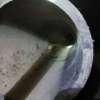 لوله جدار|مصالح و تجهیزات ساختمان|شیروان (خراسان), |دیوار