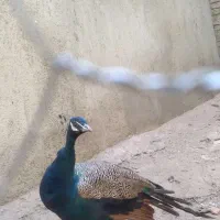 طاووس