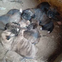 توله سگ افغان