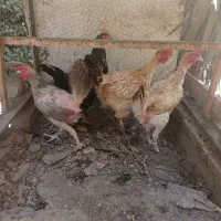 مرغ تخم گذار