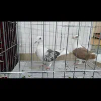 کبوتر نر وماده دوکت المانی|پرنده|بروجرد, |دیوار