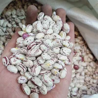 لوبیا چیتی ( کپسولی ) درجه یک تمیز