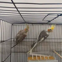 عروس 1 ساله ، معاوضه|پرنده|یزد, |دیوار