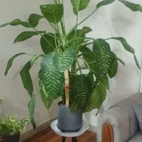 دیفن باخیا کنارسالنی