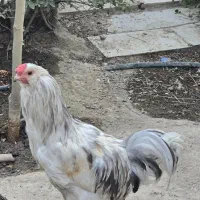 مرغ خروس از نژادآمریکانا و گلین لری
