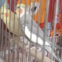 عروس هلندی دوعدد نروماده