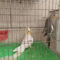 جوجه عروس هلندی|پرنده|میانه, |دیوار