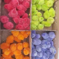پخش عمده اردکlmجوجه محلی رسمیzxسلطانfجوجه رنگی